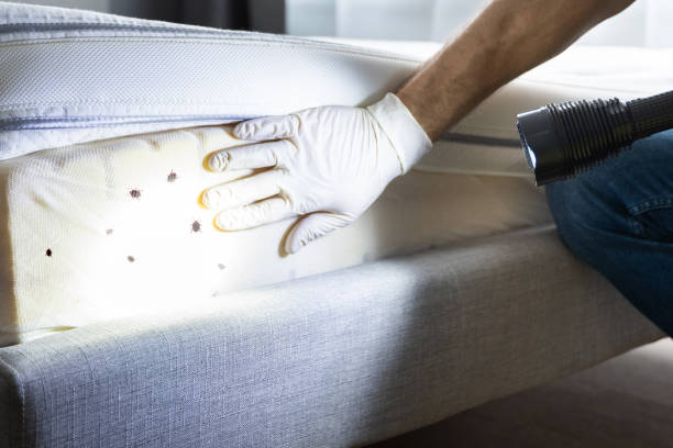 Best Best Pest Control Companies  in Boonsboro, MD